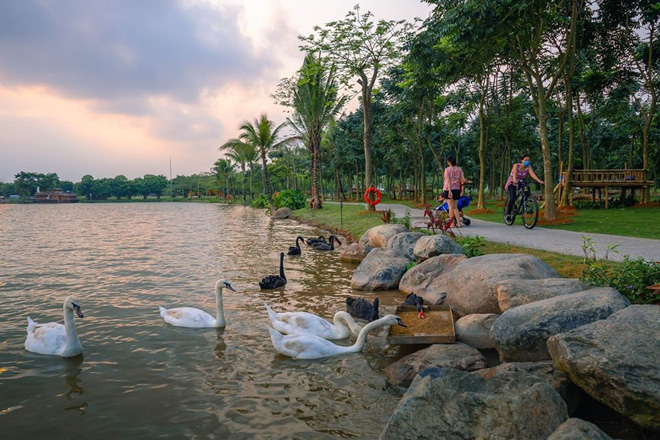 Resident-friendly swans in the green area of ​​the urban ecopark - 4