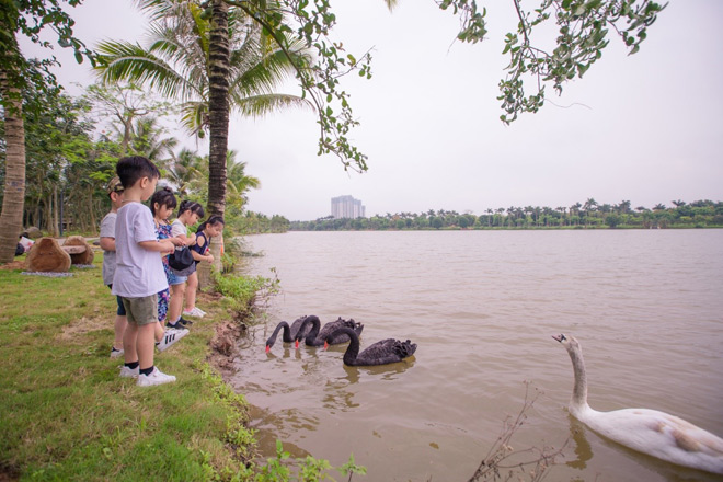 Resident friendly swans in the green urban park Ecoparque - 6