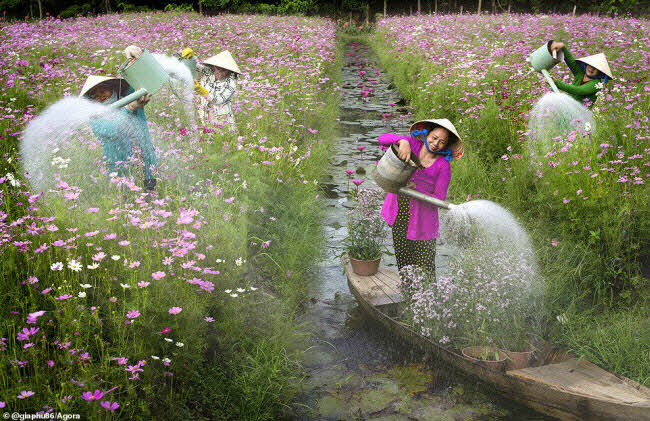 Phong Cảnh Việt Nam Lọt Top Ảnh Mùa Xuân Đẹp Nhất Thế Giới