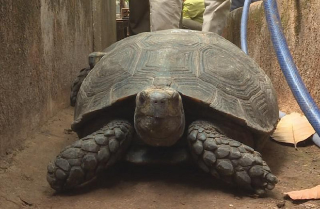 Làm rõ nguồn gốc 127 con rùa nuôi nhốt trong nhà 1 hộ dân - 1