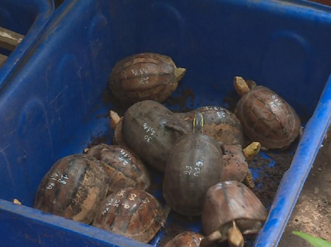 Làm rõ nguồn gốc 127 con rùa nuôi nhốt trong nhà 1 hộ dân - 2