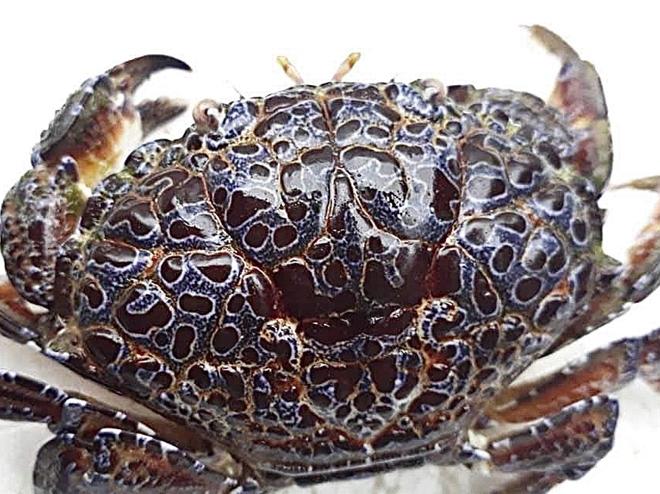 Man almost lost his life from eating strange crabs - 1