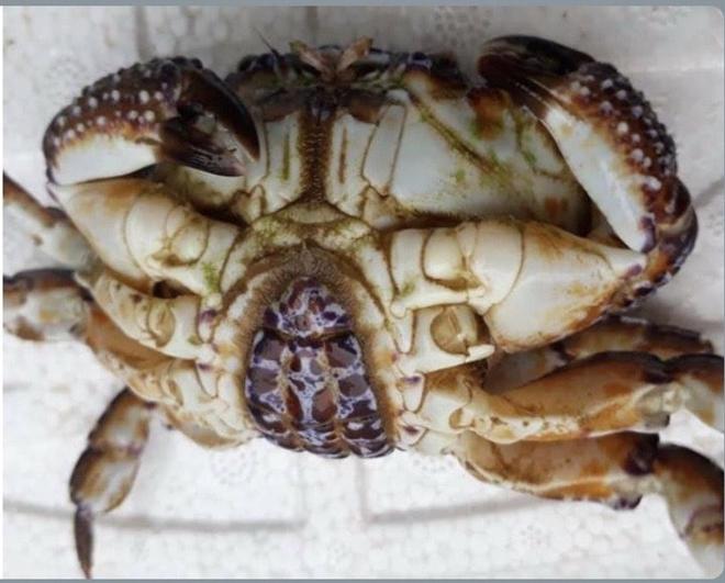 Man almost lost his life from eating strange crabs - 2