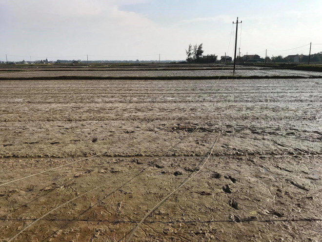 Planting rice, a woman who is covered with a wire by a woman - 1