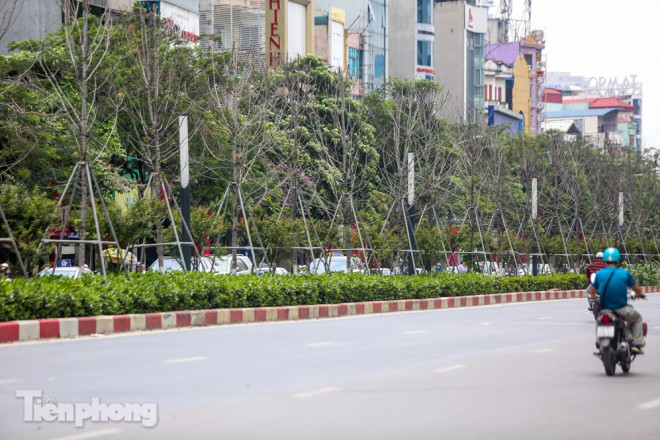 Đầu hè, hàng phong lá đỏ ở phố Hà Nội giờ ra sao? - 2