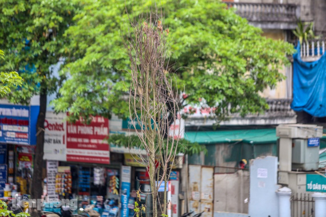 Đầu hè, hàng phong lá đỏ ở phố Hà Nội giờ ra sao? - 3