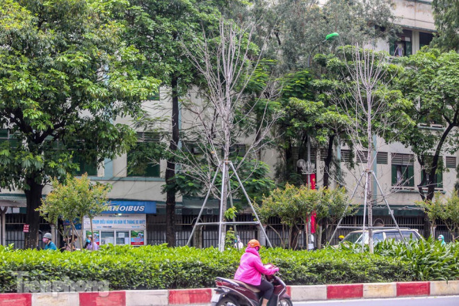 Đầu hè, hàng phong lá đỏ ở phố Hà Nội giờ ra sao? - 5