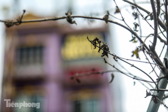 Đầu hè, hàng phong lá đỏ ở phố Hà Nội giờ ra sao? - 7