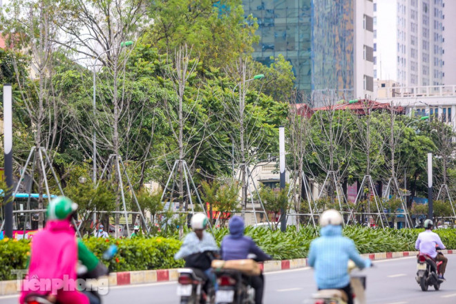 Đầu hè, hàng phong lá đỏ ở phố Hà Nội giờ ra sao? - 13