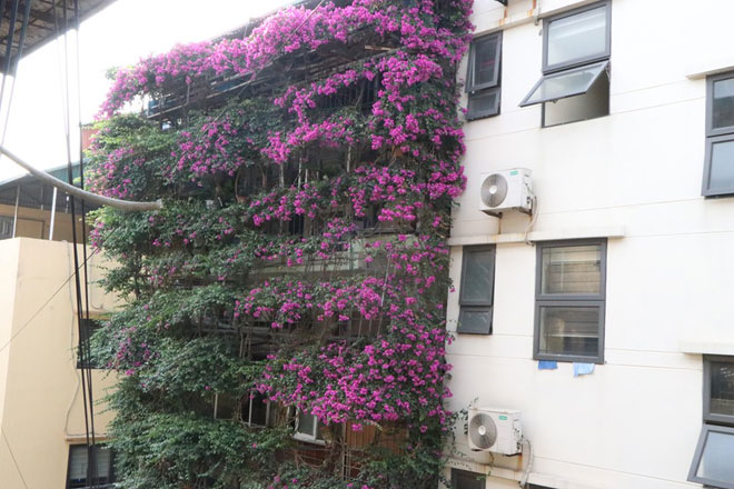 Ngắm ngôi nhà hoa giấy “vạn người mê” độc nhất ở Hà Nội - 10