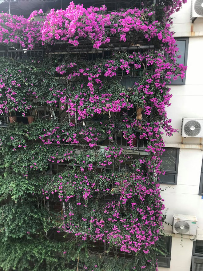 Ngắm ngôi nhà hoa giấy “vạn người mê” độc nhất ở Hà Nội - 11