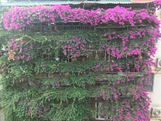 Ngắm ngôi nhà hoa giấy “vạn người mê” độc nhất ở Hà Nội - 12