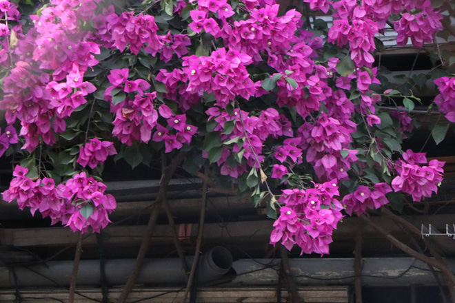 Ngắm ngôi nhà hoa giấy “vạn người mê” độc nhất ở Hà Nội - 13