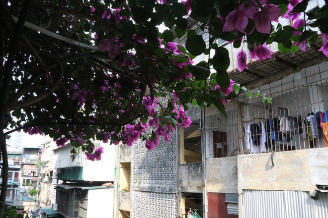 Ngắm ngôi nhà hoa giấy “vạn người mê” độc nhất ở Hà Nội - 16