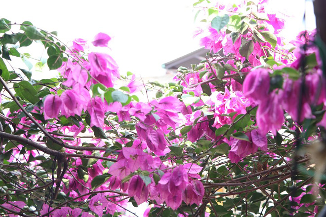 Ngắm ngôi nhà hoa giấy “vạn người mê” độc nhất ở Hà Nội - 14