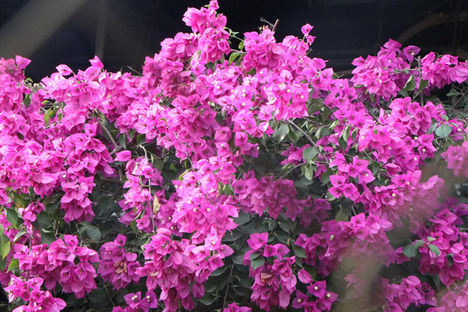 Ngắm ngôi nhà hoa giấy “vạn người mê” độc nhất ở Hà Nội - 15