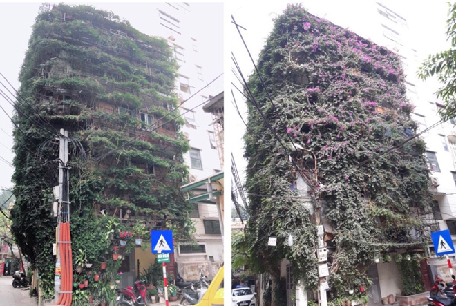 Ngắm ngôi nhà hoa giấy “vạn người mê” độc nhất ở Hà Nội - 17