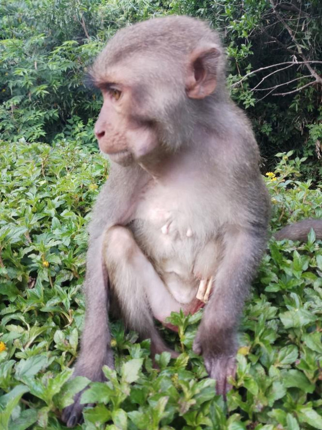 Xót xa những chú khỉ Sơn Trà mình đầy thương tích, cụt tay chân - 2