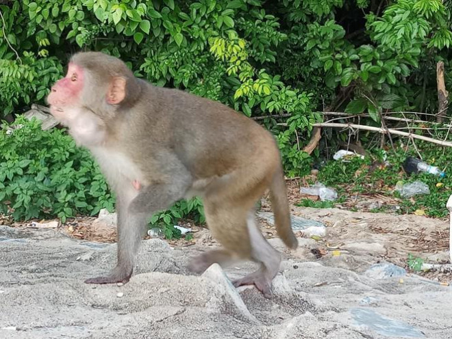 Xót xa những chú khỉ Sơn Trà mình đầy thương tích, cụt tay chân - 5