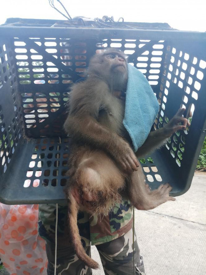 Xót xa những chú khỉ Sơn Trà mình đầy thương tích, cụt tay chân - 3
