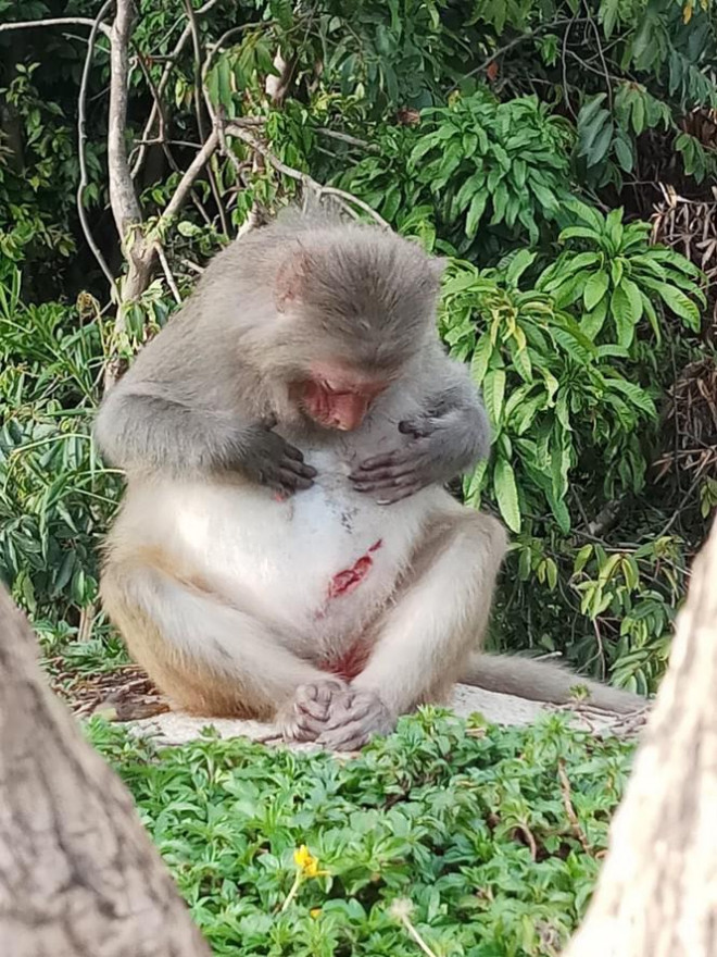 Xót xa những chú khỉ Sơn Trà mình đầy thương tích, cụt tay chân - 6