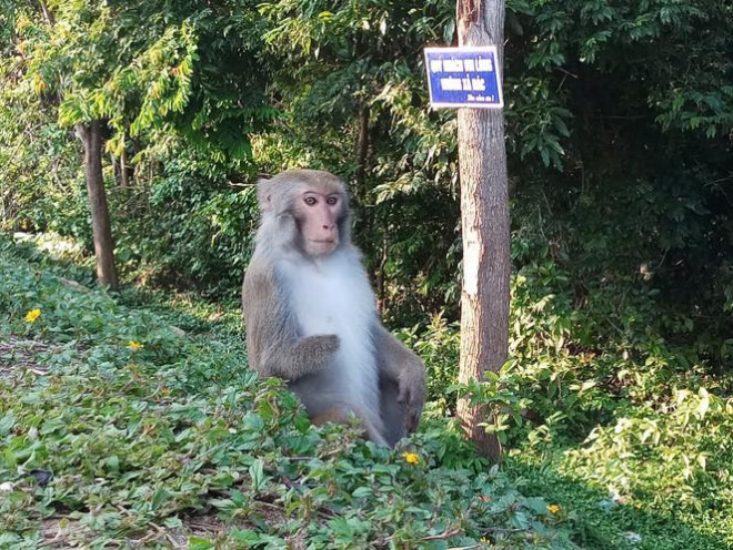 Xót xa những chú khỉ Sơn Trà mình đầy thương tích, cụt tay chân - 4