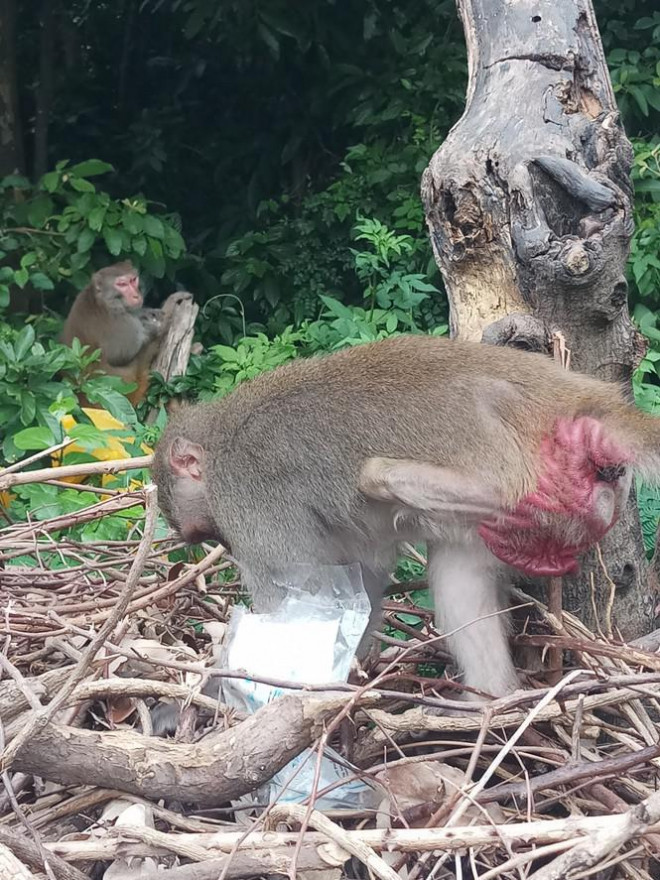 Xót xa những chú khỉ Sơn Trà mình đầy thương tích, cụt tay chân - 7
