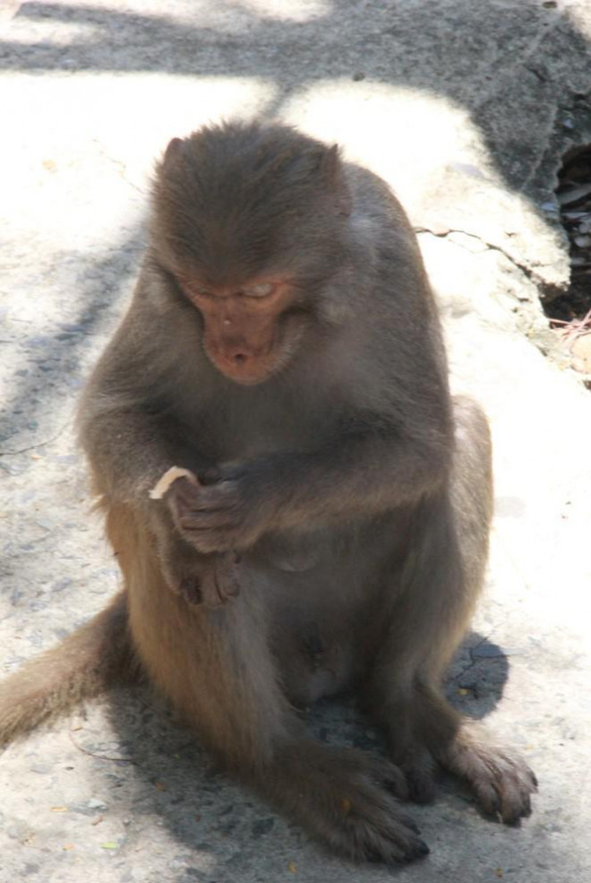 Xót xa những chú khỉ Sơn Trà mình đầy thương tích, cụt tay chân - 8