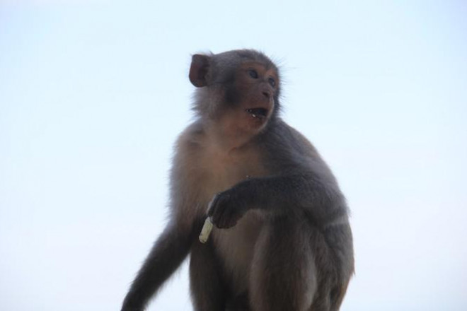 Xót xa những chú khỉ Sơn Trà mình đầy thương tích, cụt tay chân - 9