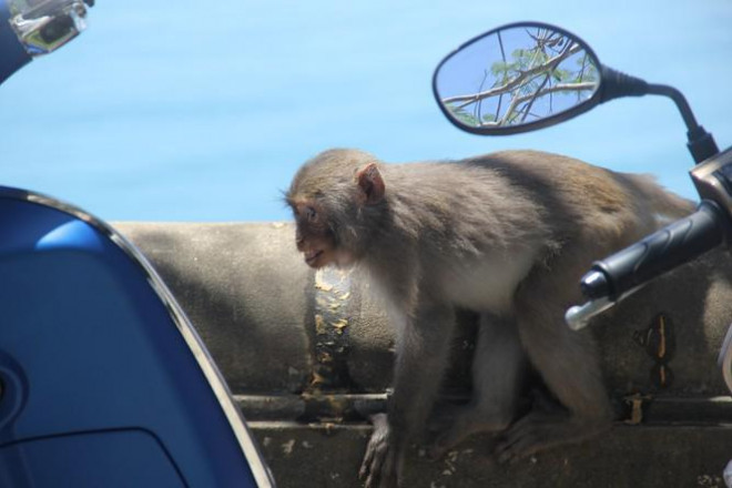 Xót xa những chú khỉ Sơn Trà mình đầy thương tích, cụt tay chân - 12