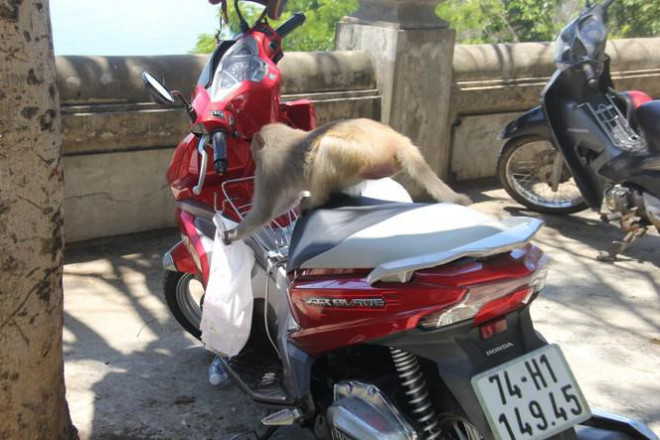 Xót xa những chú khỉ Sơn Trà mình đầy thương tích, cụt tay chân - 10