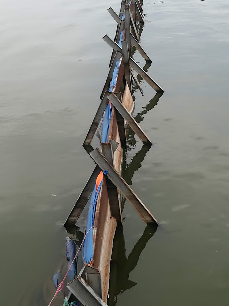 Sau 1 năm thí điểm “bảo bối” của Nhật, đàn cá Koi ở Hồ Tây giờ ra sao? - 4