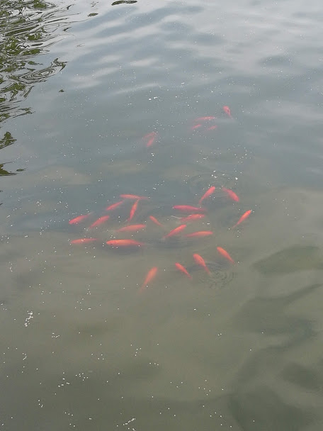 Sau 1 năm thí điểm “bảo bối” của Nhật, đàn cá Koi ở Hồ Tây giờ ra sao? - 6