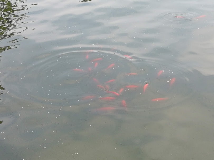 Sau 1 năm thí điểm “bảo bối” của Nhật, đàn cá Koi ở Hồ Tây giờ ra sao? - 7
