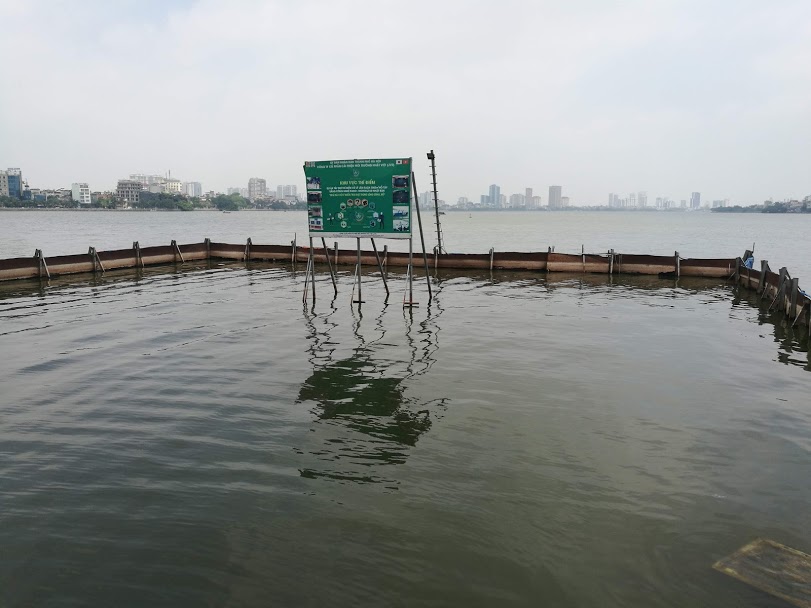 Sau 1 năm thí điểm “bảo bối” của Nhật, đàn cá Koi ở Hồ Tây giờ ra sao? - 8