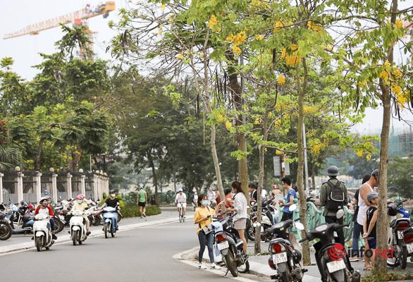 Ngắm vẻ đẹp dịu dàng, kiêu sa của hoa muồng hoàng yến ven hồ Tây - 1