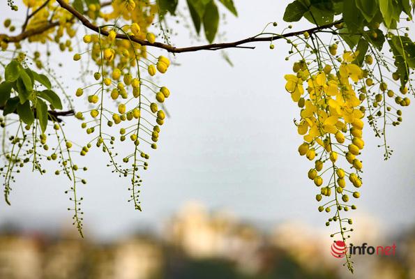 Ngắm vẻ đẹp dịu dàng, kiêu sa của hoa muồng hoàng yến ven hồ Tây - 7