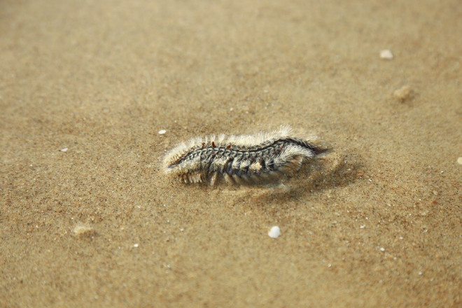 Sâu biển xuất hiện nhiều ở Vũng Tàu có bất thường? - 2