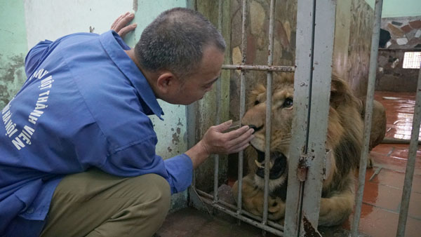 Tận thấy người nuôi mãnh thú vuốt ve, “mát xa” cho sư tử - 10