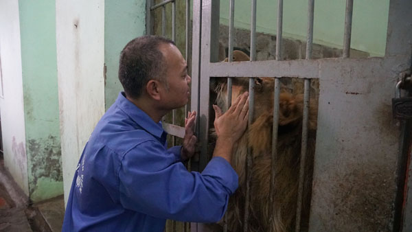 Tận thấy người nuôi mãnh thú vuốt ve, “mát xa” cho sư tử - 11