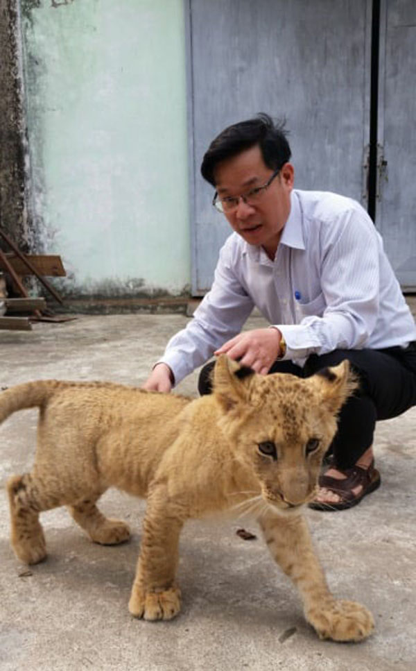 Tận thấy người nuôi mãnh thú vuốt ve, “mát xa” cho sư tử - 2