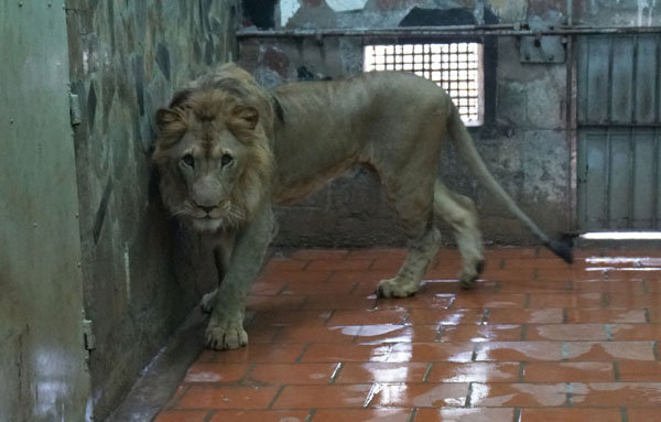 Tận thấy người nuôi mãnh thú vuốt ve, “mát xa” cho sư tử - 3