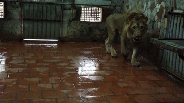 Tận thấy người nuôi mãnh thú vuốt ve, “mát xa” cho sư tử - 4