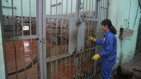 Tận thấy người nuôi mãnh thú vuốt ve, “mát xa” cho sư tử - 5