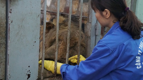 Tận thấy người nuôi mãnh thú vuốt ve, “mát xa” cho sư tử - 6