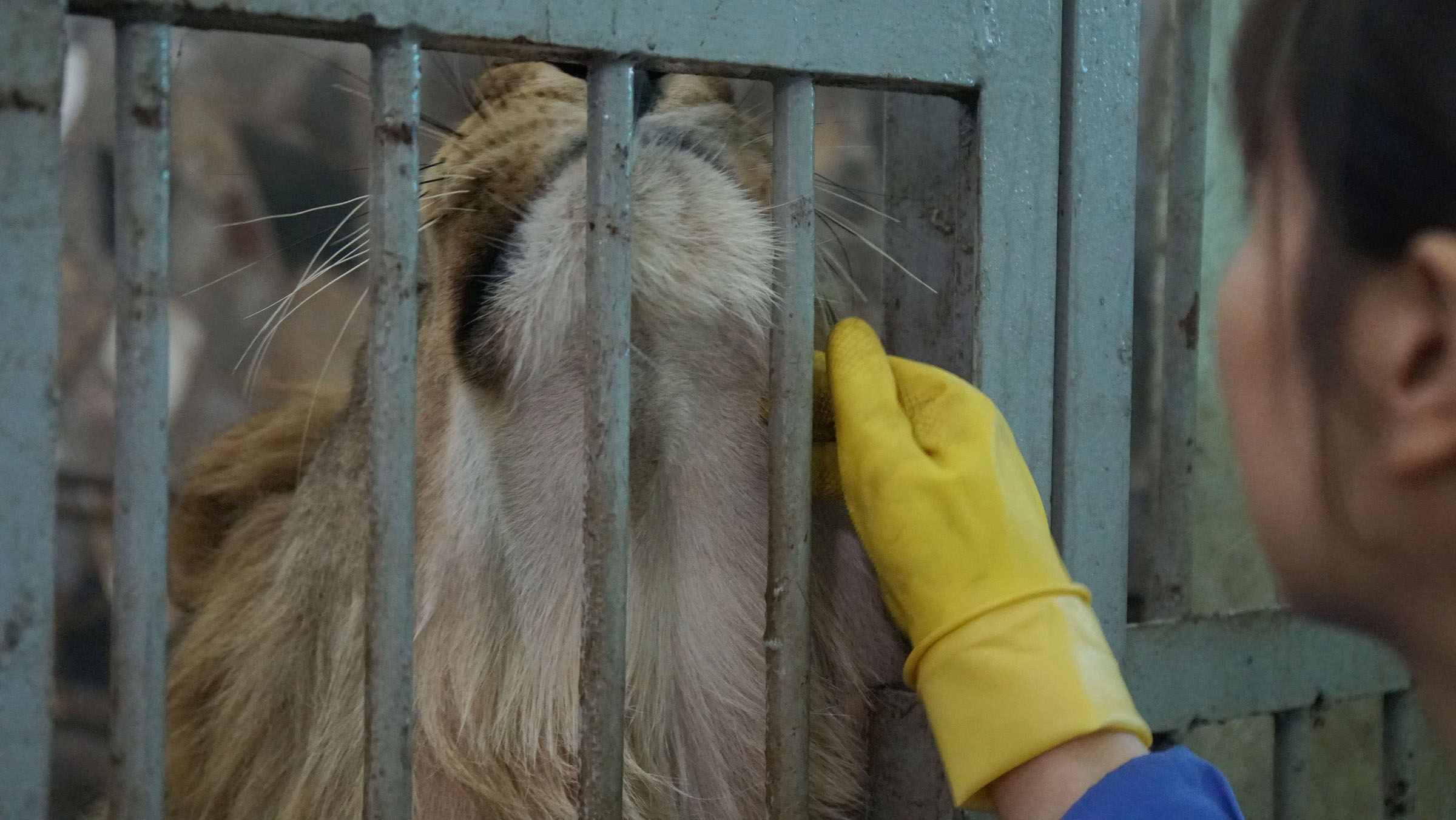 Tận thấy người nuôi mãnh thú vuốt ve, “mát xa” cho sư tử - 7