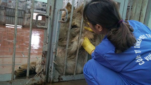 Tận thấy người nuôi mãnh thú vuốt ve, “mát xa” cho sư tử - 8