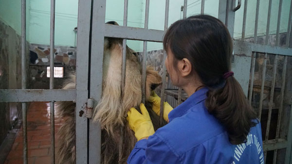 Tận thấy người nuôi mãnh thú vuốt ve, “mát xa” cho sư tử - 9