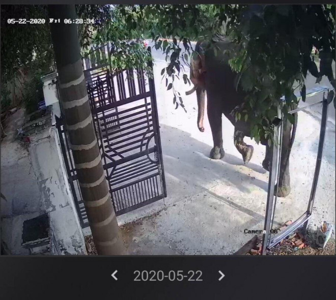 Voi nhà ở Đắk Lắk húc chết người: Nạn nhân đã chăm sóc voi 4 năm - 3