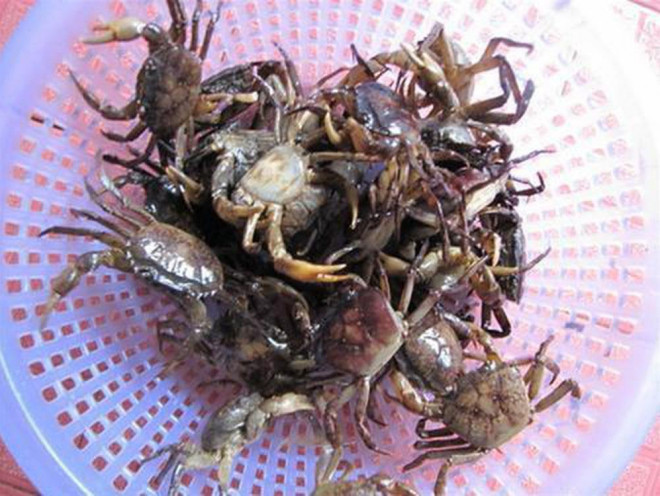 4 điều cần tuyệt đối tránh khi ăn cua đồng, nhất là trong ngày hè nắng nóng - 1